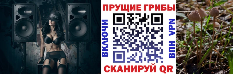 Купить  Гулькевичи  Псилоцибиновые грибы мицелий 